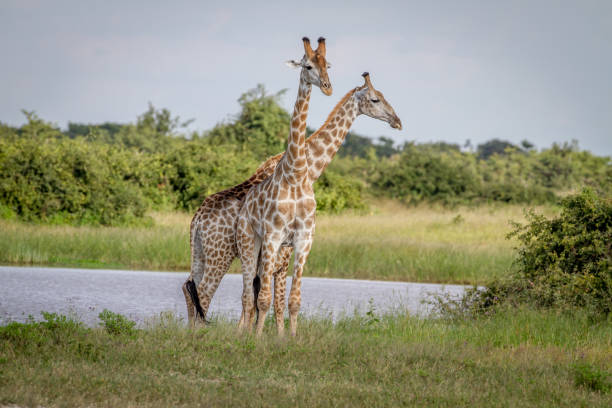 istock Two Giraffes standing in the grass. 850930900