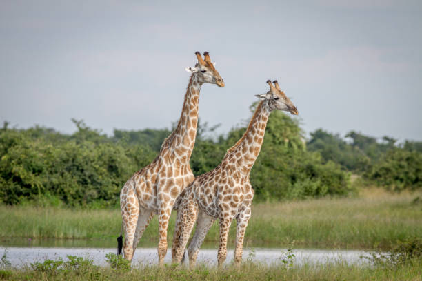 istock Two Giraffes standing in the grass. 850930916