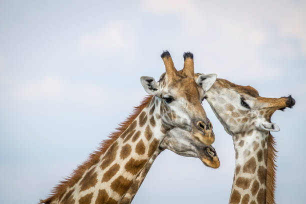istock Close up of three Giraffes in Chobe. 850931038