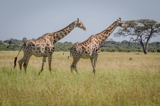 istock Two Giraffes walking in the grass. 850931046