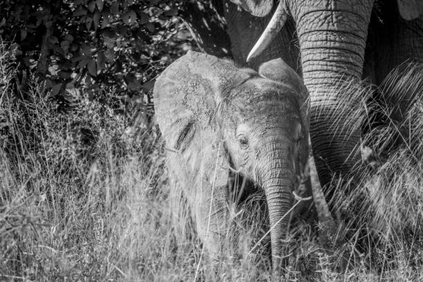 istock Baby Elephant in between the high grass. 850931112