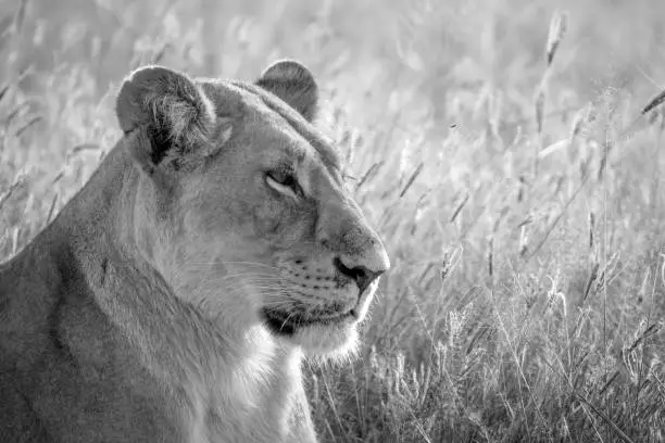 Photo of Close up of a female Lion in Chobe.