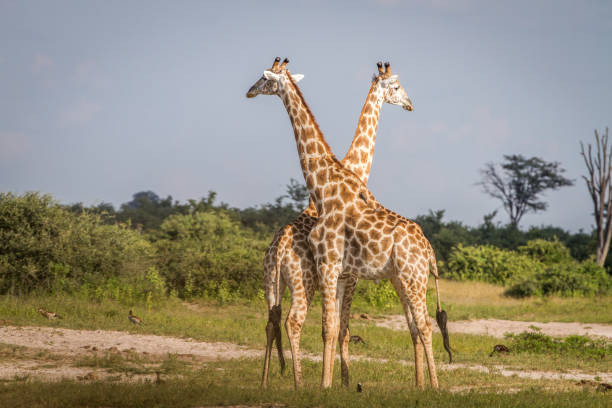 istock Two Giraffes standing in the grass. 850931260