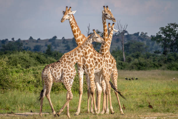 istock Group of Giraffes standing in the grass. 850931312