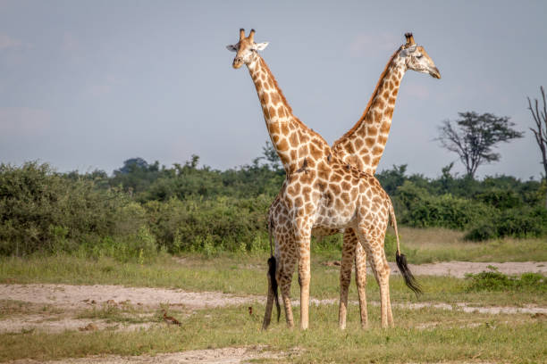 istock Two Giraffes standing in the grass. 850931382
