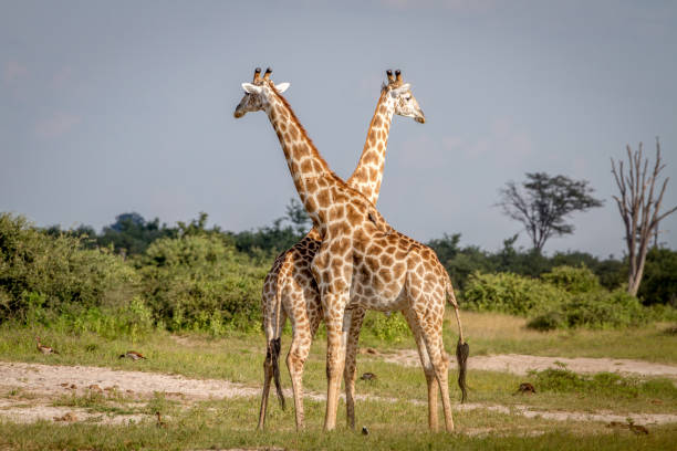 istock Two Giraffes standing in the grass. 850931516