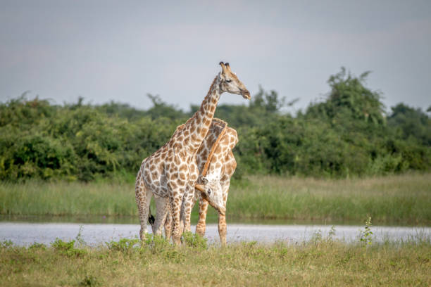 istock Two Giraffes necking in Chobe. 850931548