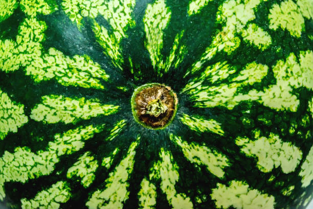 istock Green watermelon closeup texture bacground 850932178