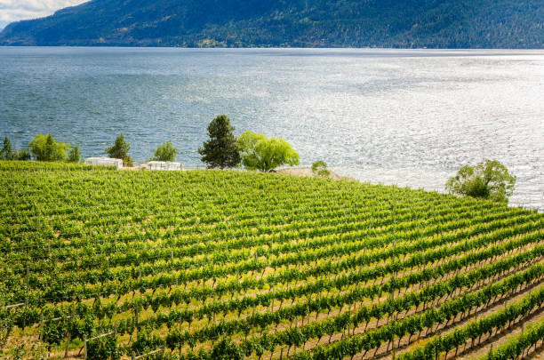 夕暮れ時の湖畔畑 - lake canada field okanagan ストックフォトと画像