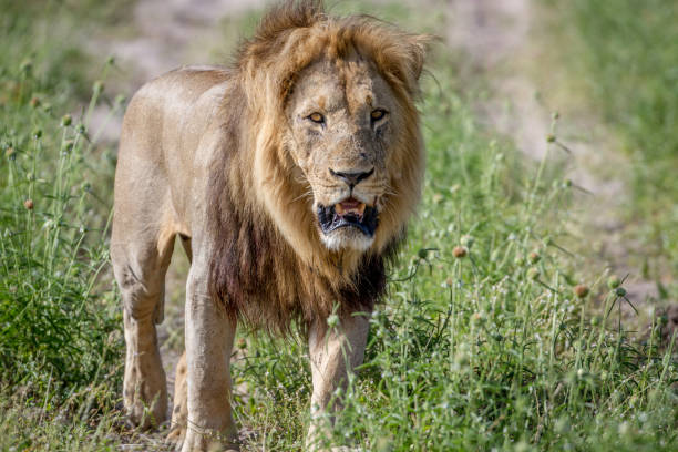 istock Big male Lion walking towards the camera. 850940490