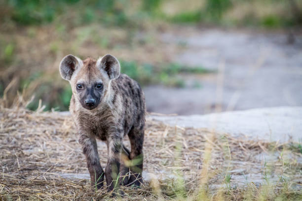 istock Young Spotted hyena starring at the camera. 850940496