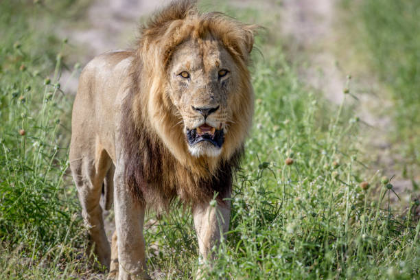 istock Big male Lion walking towards the camera. 850940668