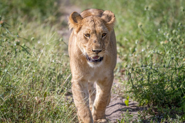 istock Lion walking towards the camera. 850940822