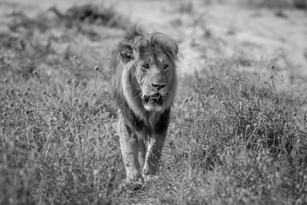 istock Big male Lion walking towards the camera. 850941038
