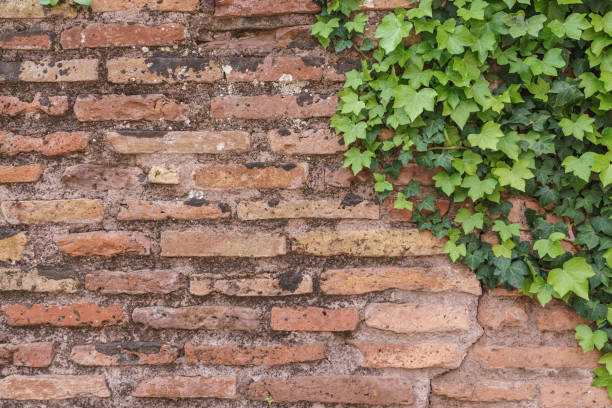 istock Old rusty brick wall texture with cute green ivy leaves as background 850941040