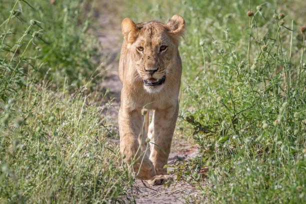 istock Lion walking towards the camera. 850941042
