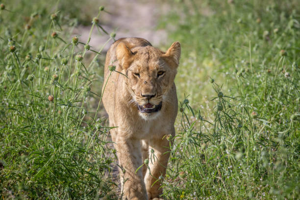 istock Lion walking towards the camera. 850941082