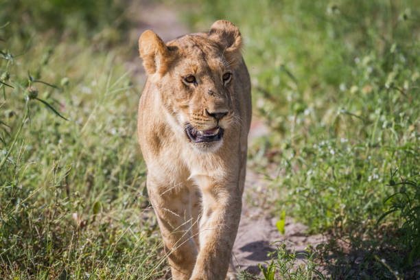 istock Lion walking towards the camera. 850941124