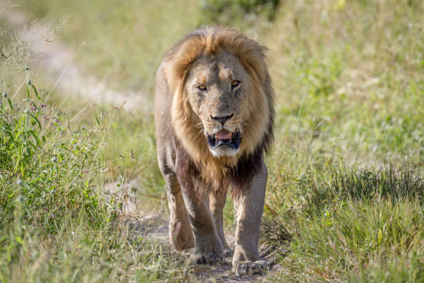 istock Big male Lion walking towards the camera. 850941164