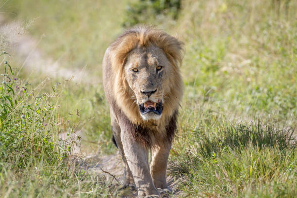 istock Big male Lion walking towards the camera. 850941172