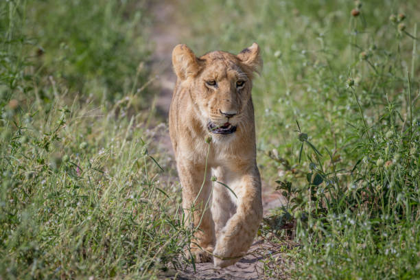 istock Lion walking towards the camera. 850941272