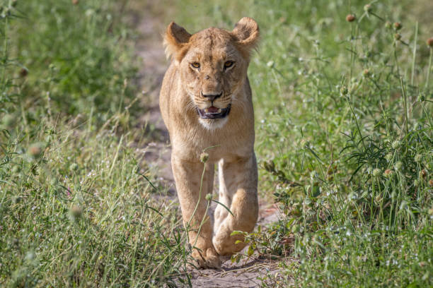 istock Lion walking towards the camera. 850941340