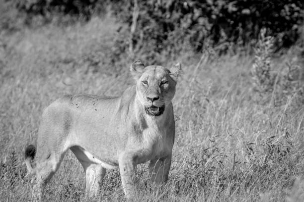 istock Female Lion standing in the grass. 850941378