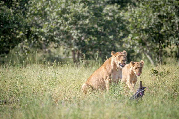 istock Two Lions in the grass in Chobe. 850941390