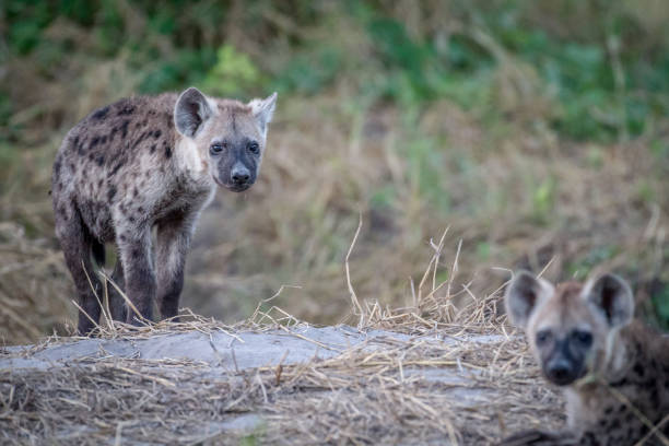 istock Young Spotted hyena starring at the camera. 850941432