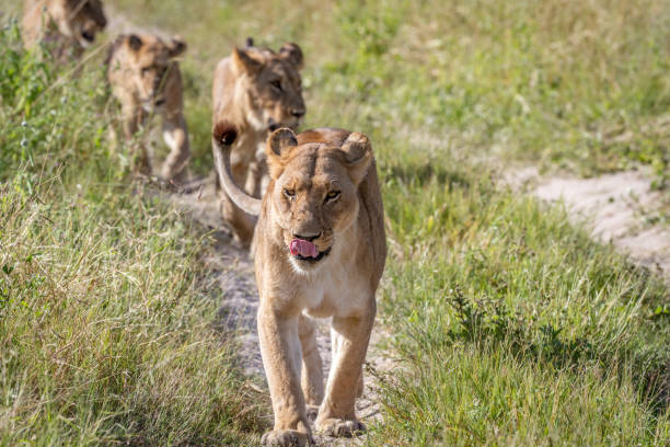 istock Lions walking towards the camera. 850941436
