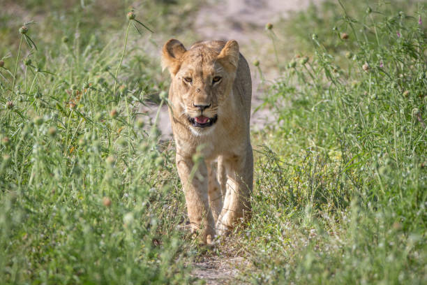 istock Lion walking towards the camera. 850941446