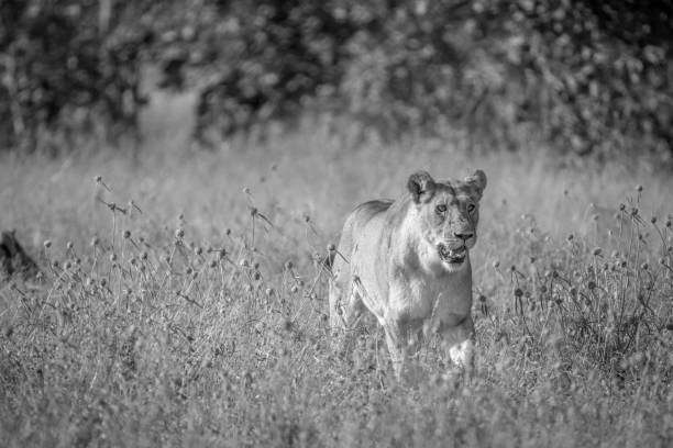 istock Lion walking in the high grass. 850941568