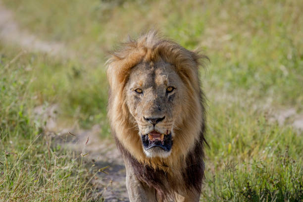 istock Big male Lion walking towards the camera. 850941614