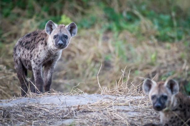 istock Young Spotted hyena starring at the camera. 850941710