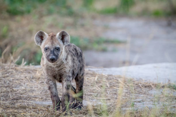 istock Young Spotted hyena starring at the camera. 850941786