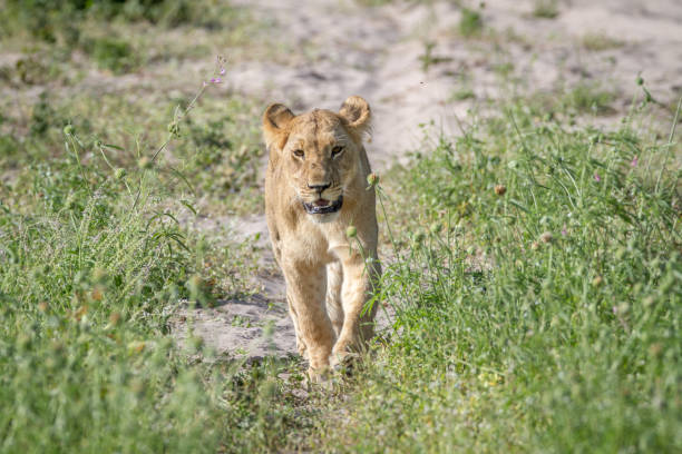 istock Lion walking towards the camera. 850941814