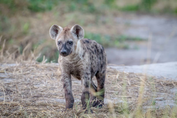 istock Young Spotted hyena starring at the camera. 850941842