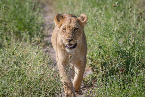 istock Lion walking towards the camera. 850941914