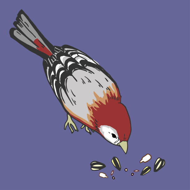 Finch vector art illustration