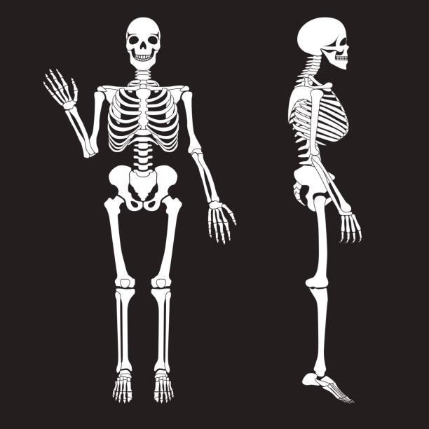 Human bones skeleton silhouette vector. Anatomy of human body Human bones skeleton silhouette vector. Anatomy of human body. sternum stock illustrations