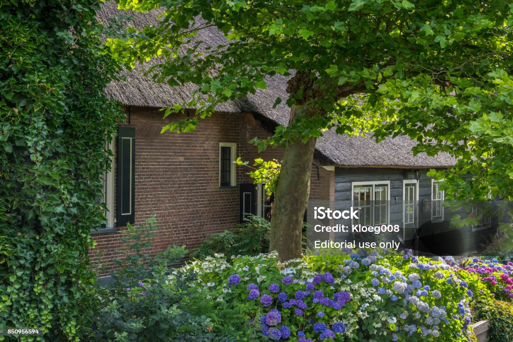 House Hydrangea and Tree in Giethoorn Giethoorn, The Netherlands - July 7, 2017: Hydrangea and tree at a monumental house in the small, picturesque town of Giethoorn, Overijssel, Netherlands. Flower Stock Photo