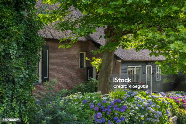 House Hydrangea And Tree In Giethoorn Stock Photo - Download Image Now - Flower, Giethoorn, Horizontal