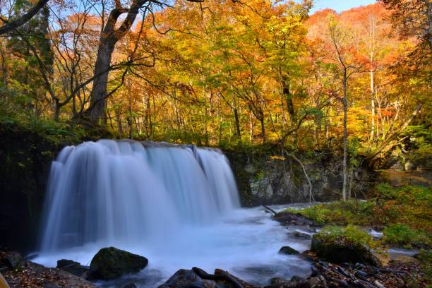 oirase gebirgsbach im herbst, aomori, japan - präfektur aomori stock-fotos und bilder