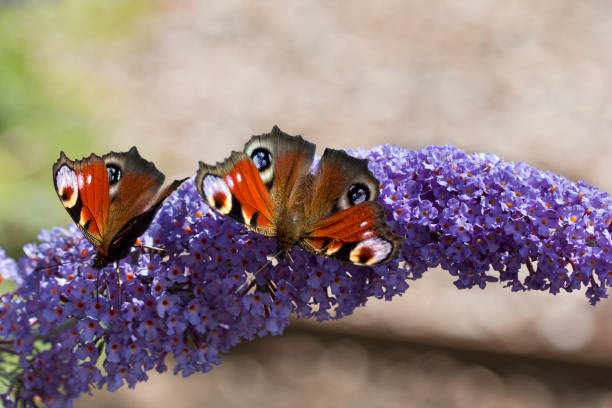 istock Butterflies on a Flower 850961282