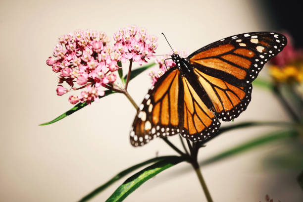 istock Monarch Butterfly on Milkweed 850963392