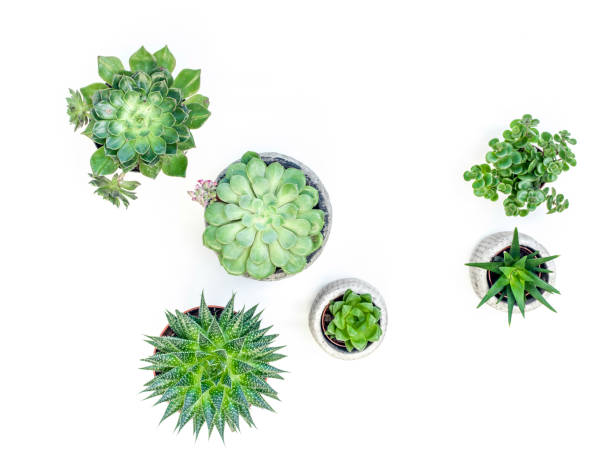 istock beautiful desert plant/s on white background 850968552