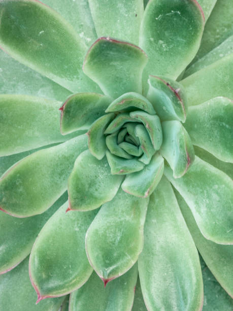 istock beautiful desert plant/s on white background 850968640