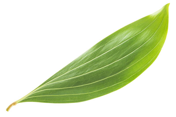 istock Green leaves isolated on white background 850969394