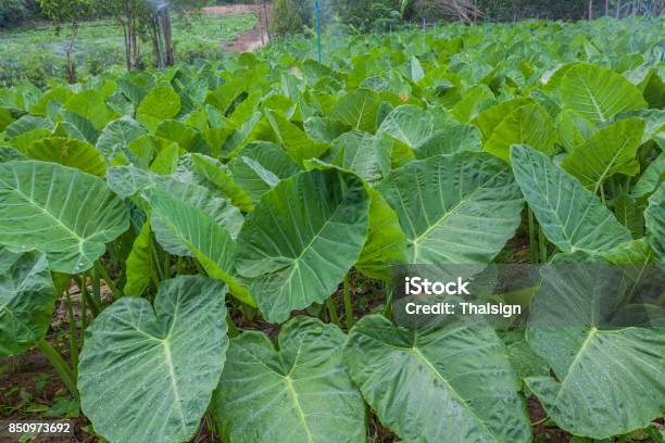 Elephant Ear Farm Plantation Is Sprinkled With Sprinkler Stock Photo - Download Image Now
