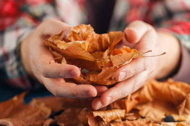 istock male hands playing with dry leaves 850973736
